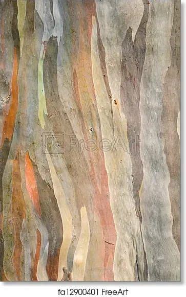 Free Art Print Of Rainbow Eucalyptus Tree Bark In 2022 Rainbow