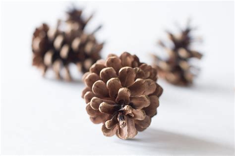 Pine Cones 75 Bulk Natural Untreated Sanitized Canada Etsy