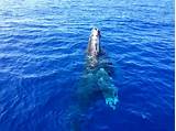 Hawaii Whale Watch Photos