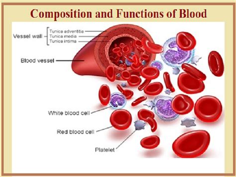 Blood Composition Functions Transfusion And Blood Group