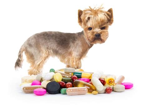How Should You Administer Pet Medications To Your Pet Color Guard Central