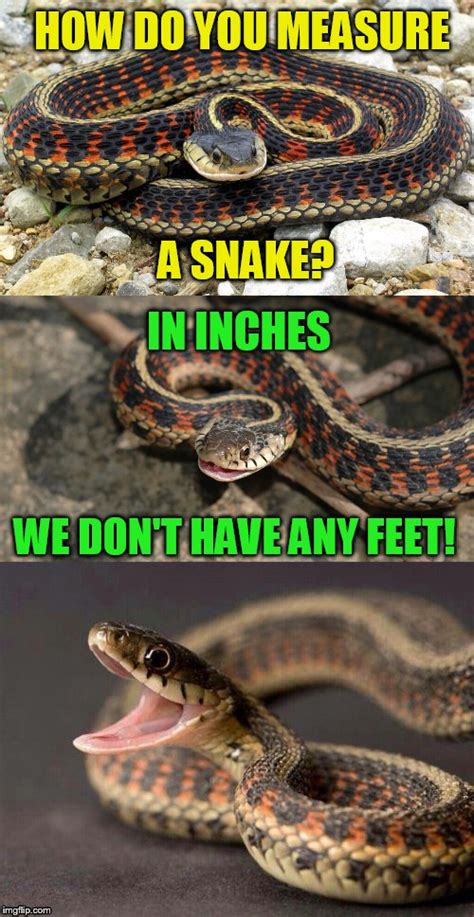 Snake Puns Imgflip