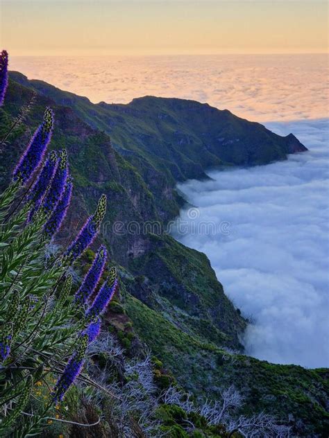 Madeira Mountain Sunset With Typical Flowers Stock Image Image Of