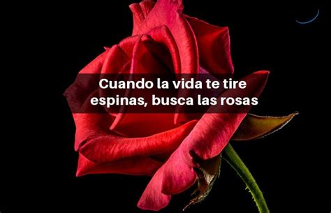 Imagen Imagen Rosas Con Frases Romanticas Thptletrongtan Edu Vn