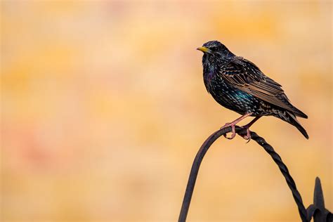 starling alison peake thomas flickr