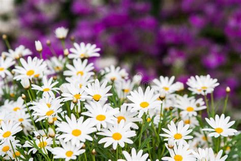 White Daisy And Purple Flowers Stock Image Image Of Floral Chamomile