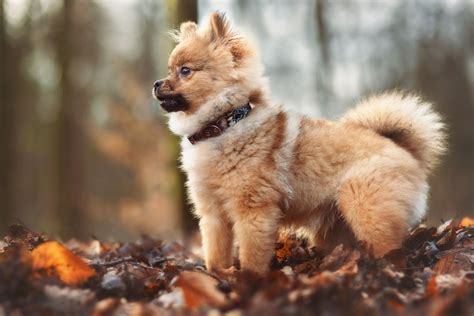 Are Pomeranians Aggressive 11 Types Of Dog Aggression All About Poms