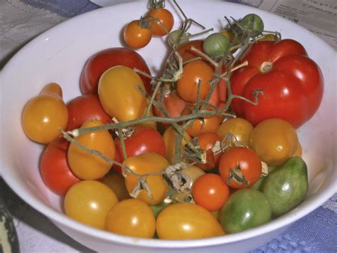 Growing Tomatoes for the Seed Bank - That Bloomin' Garden | Growing tomatoes, Growing tomato ...