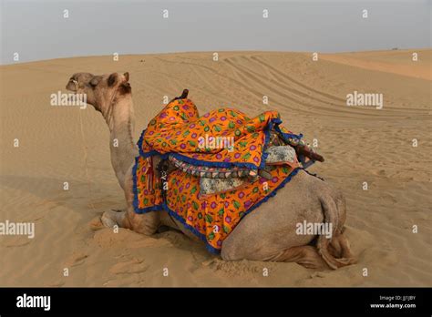 Patas De Camello Fotografías E Imágenes De Alta Resolución Alamy
