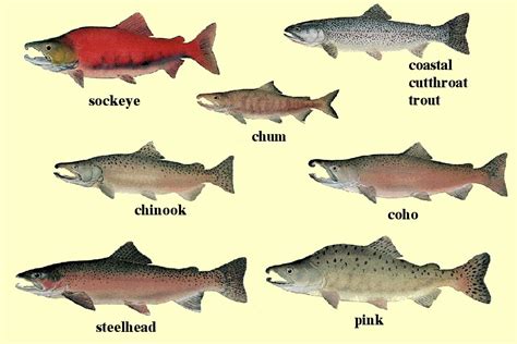 Fun Facts About Salmon