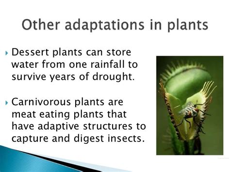 Plant And Animal Adaptation