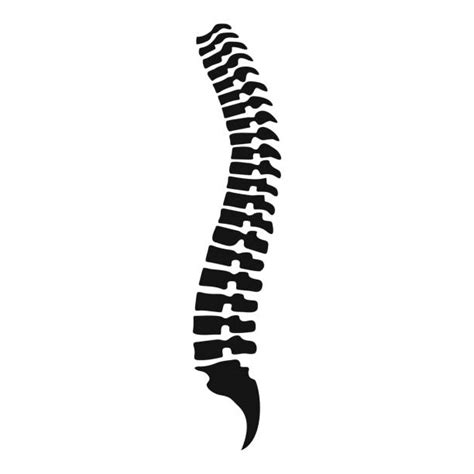 spinal cord svg