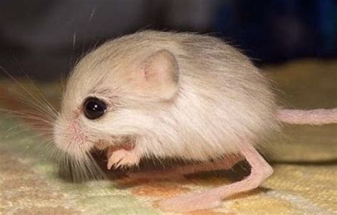 The Adorable Baluchistan Pygmy Jerboa Or As Its More Commonly