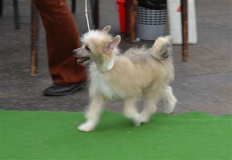 Eastern new york shetland sheepdog club. Chinese Crested Dog - powder puff