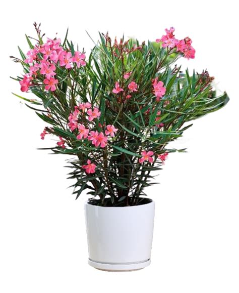 Nerium Oleander Pink Thai Garden Design