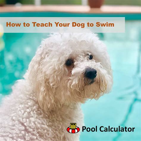 How To Teach Your Dog To Swim Dog Swimming Dogs Swimming