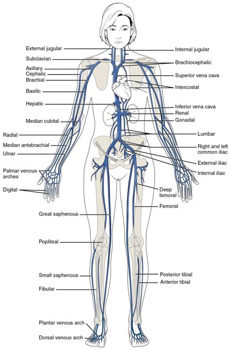 Learn about the anatomy and function of the subclavian artery, a major artery located in the thorax (chest) that supplies blood to the upper body. This Diagram Shows The Major Veins In The Human Body ...
