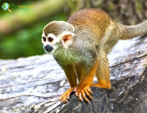 Guianan Squirrel Monkey Characteristics Saimiri Sciureus Diet And Facts