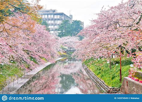 Beautiful Landscape Of Cherry Blossom Full Bloom Stock Image Image