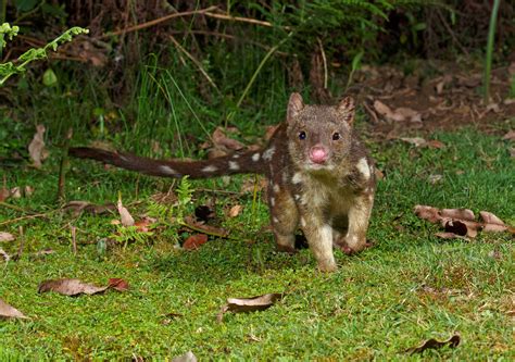 Wildlife Parks And Wildlife Service Tasmania