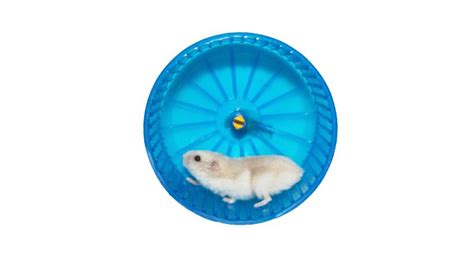 Why Do Hamsters Run On Wheels Everything You Need To Know Wood