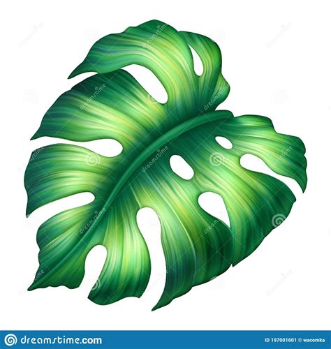 digital botanical illustration wild jungle foliage tropical fresh green monstera leaf floral