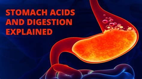 Stomach Acids And Digestion Explained Youtube