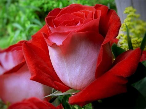 Beautiful Red Rose Flowers Wallpapers Entertainment Only