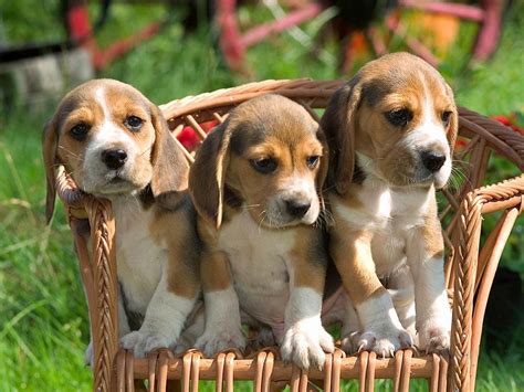 Siblings Cute Beagles Cute Beagle Puppies Baby Beagle