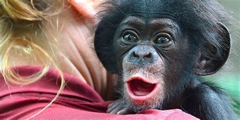 Free Photo Baby Chimp Ape Baby Chimp Free Download Jooinn