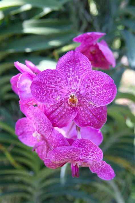 Purple Orchids Tropical Orchids Thai Orchids Stock Image Image Of