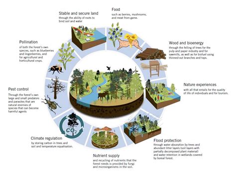 Forest Resources Presentation