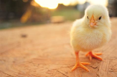 Cute Baby Chicks Photograph By Justin Gilliland Photography Just A Kid