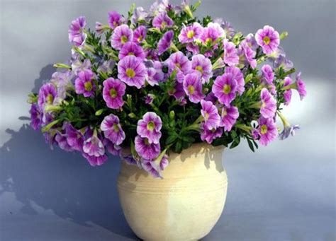 25 Beautiful Backyard Ideas For Growing Petunias In Containers