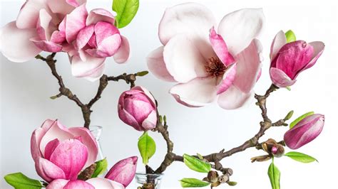 Blossom Flower Magnolia Pink Hd Magnolia Wallpapers Hd Wallpapers