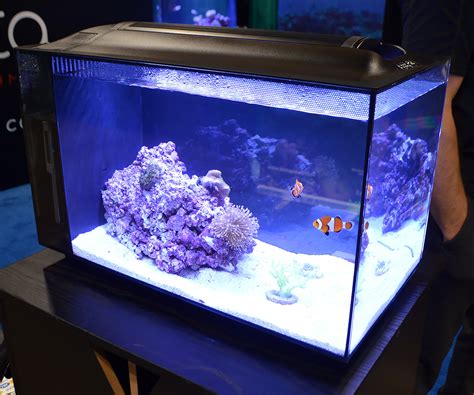 Saltwater Tanks Of The Aquatic Experience 2016