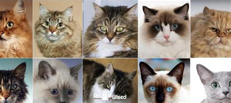 Most Popular Cat Breeds Top 10 With Pictures