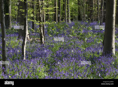 The Hallerbos Or Blue Forest In Halle Belgium Is Covered By Bluebells