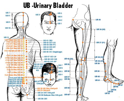 Urinary Bladder Meridian Acupressure Points Chart Health Tips Asthma