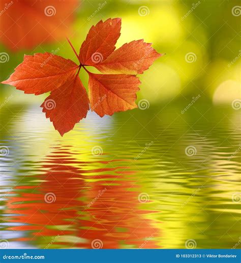 Image Of Autumn Leaves Over The Water Close Up Stock Image Image Of