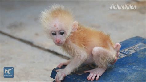 Rare Baby Monkey Rescued In Sw China Youtube