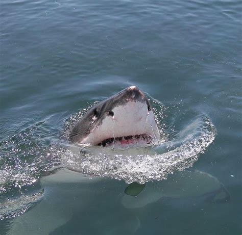 Cutest Shark Ive Ever Seen Raww