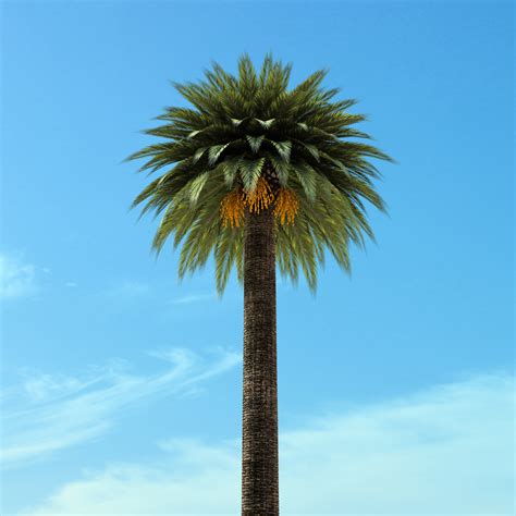 There are about 2600 species of palm trees, most of them living in tropical, subtropical, and warm temperate climates. date palm tree 3d model