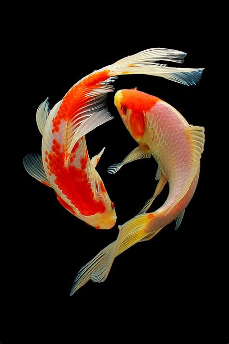 Two Orange And White Koi Fish Swimming In The Dark Water With Their