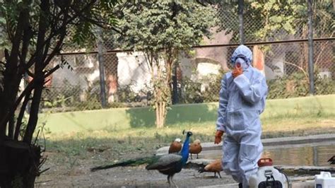 Rajasthan Sounds Bird Flu Alert After Scores Of Crows Die Latest News India Hindustan Times