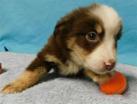 These adorable pups are available for adoption in cincinnati, ohio. Miniature Australian Shepherd Puppies For Sale | Dayton ...