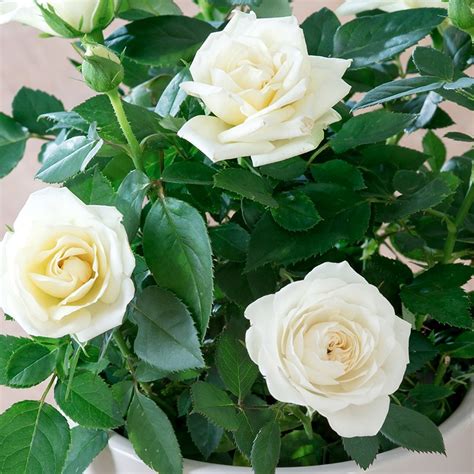 Vintage elegance,they look and touch like real roses.1 vase should buy 2 bouquets.(not include ribbon) perfect wedding bridal bouquet flowers, great for your home, wedding, office, party, garden, coffee shop and other place decoration. White Rose Plant
