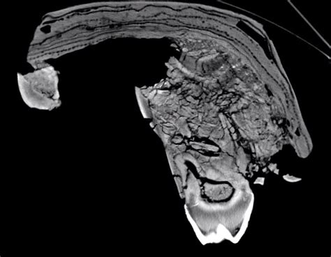 fossil friday new mastodon ct scans — western science center