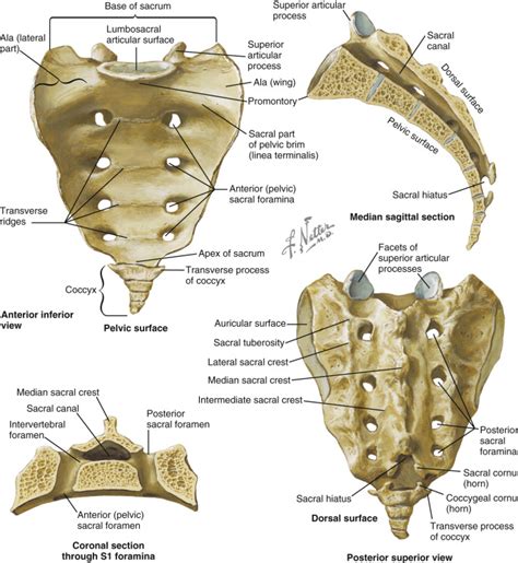 Applied Anatomy Of The Sacral Spine Neupsy Key