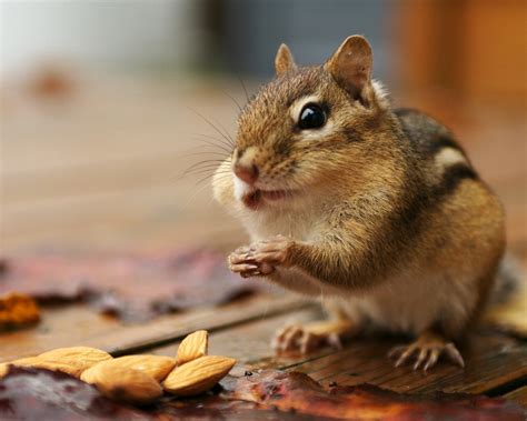 Greedy Chipmunk A Cute Chipmunk Eating Almonds Pictures Preview
